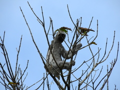 Bradypus variegatus tapajoensis