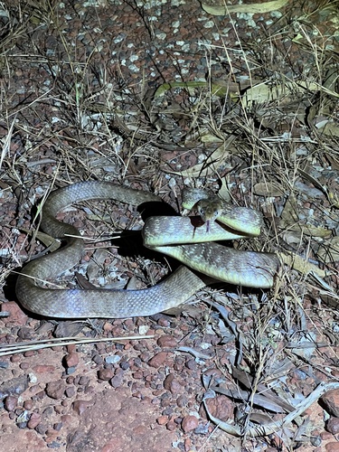 Brown Tree Snake sighting