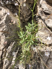 Gilia stellata