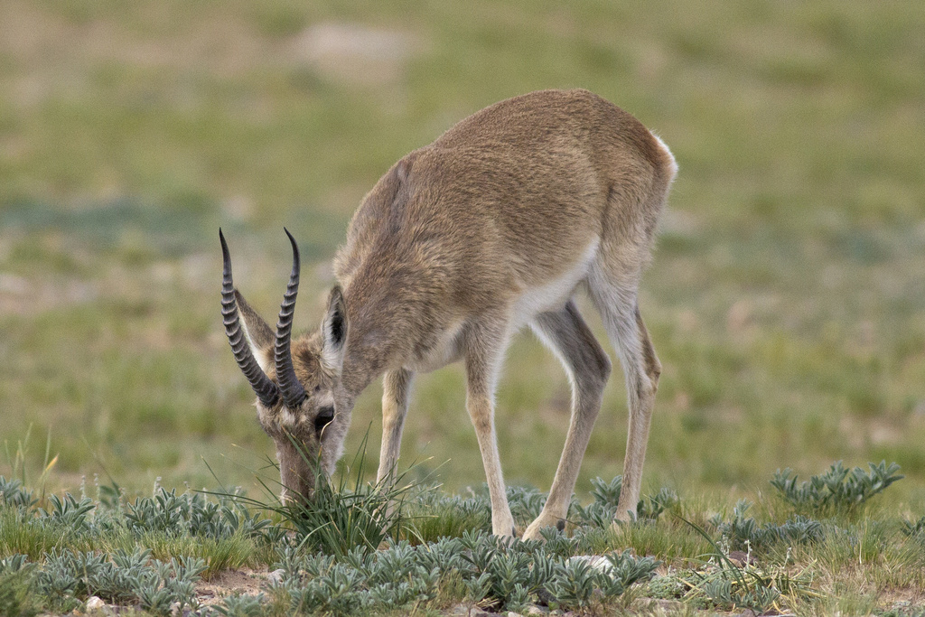 Tibetan Gazelle in October 2022 by taiyi · iNaturalist