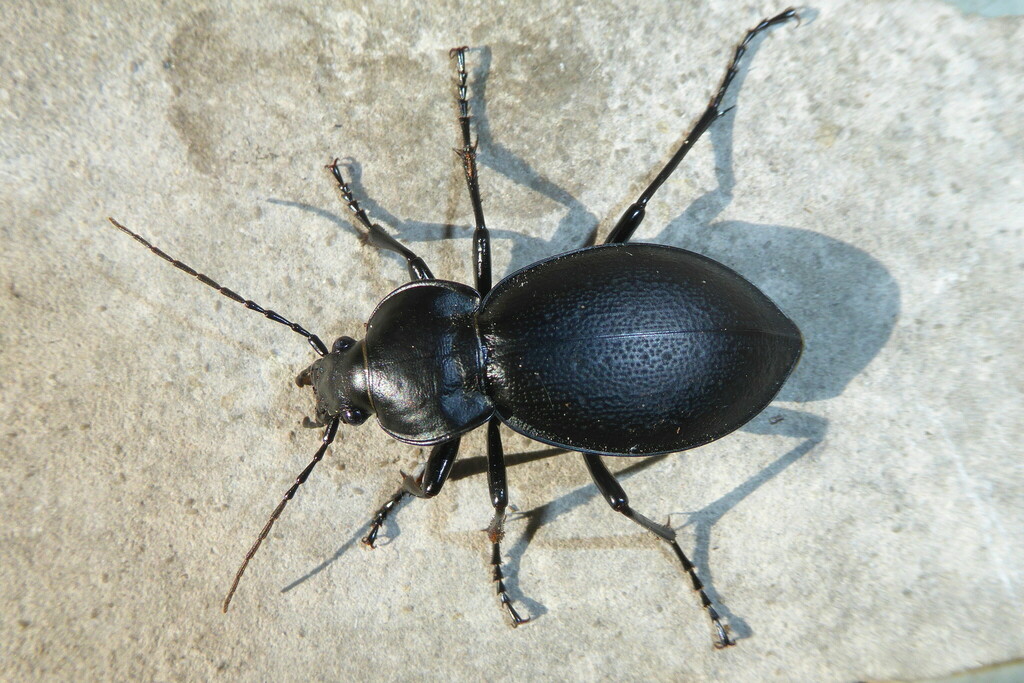 Carabus graecus