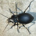 Carabus graecus - Photo (c) iwo2022, some rights reserved (CC BY-NC), uploaded by iwo2022