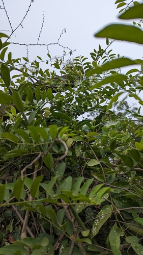 Image of Maerua oblongifolia by (c) Ravuri Krishna Chaitanya, some rights reserved (CC BY)