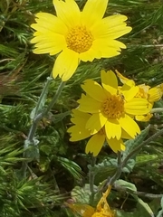 Eriophyllinae