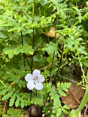 Nemophila pedunculata