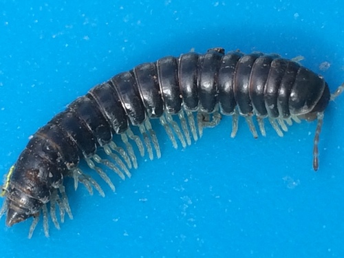 Thrinaphe hargeri