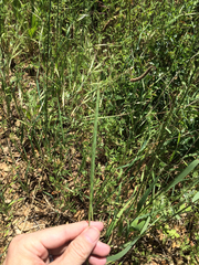 Elymus glaucus