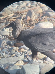 Coragyps atratus image