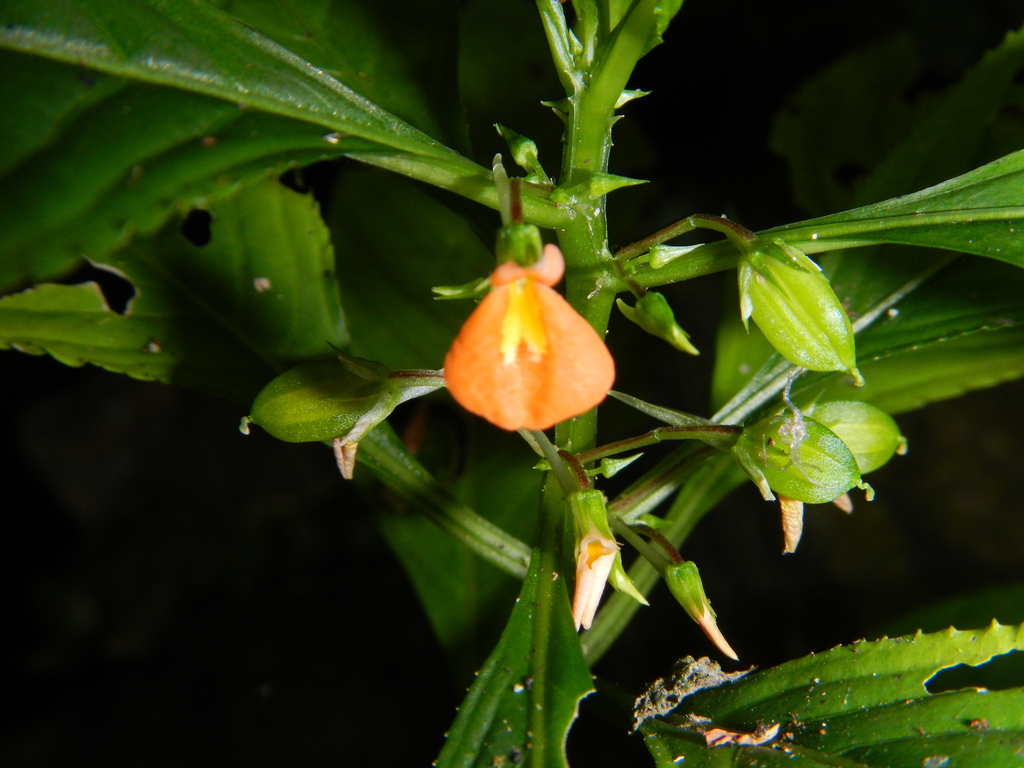 Noisettia orchidiflora