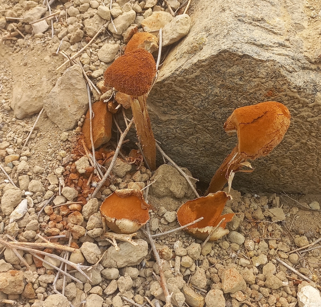 Battarrea phalloides · January 2024 · photo: © andrea_ey (iNaturalist, cc-by)