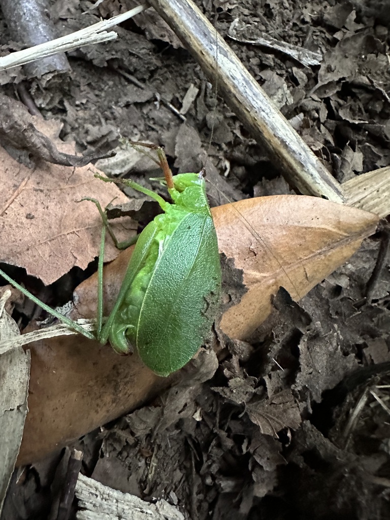 Cosmophyllum olivaceum