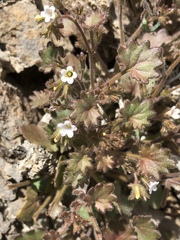 Phacelia rotundifolia