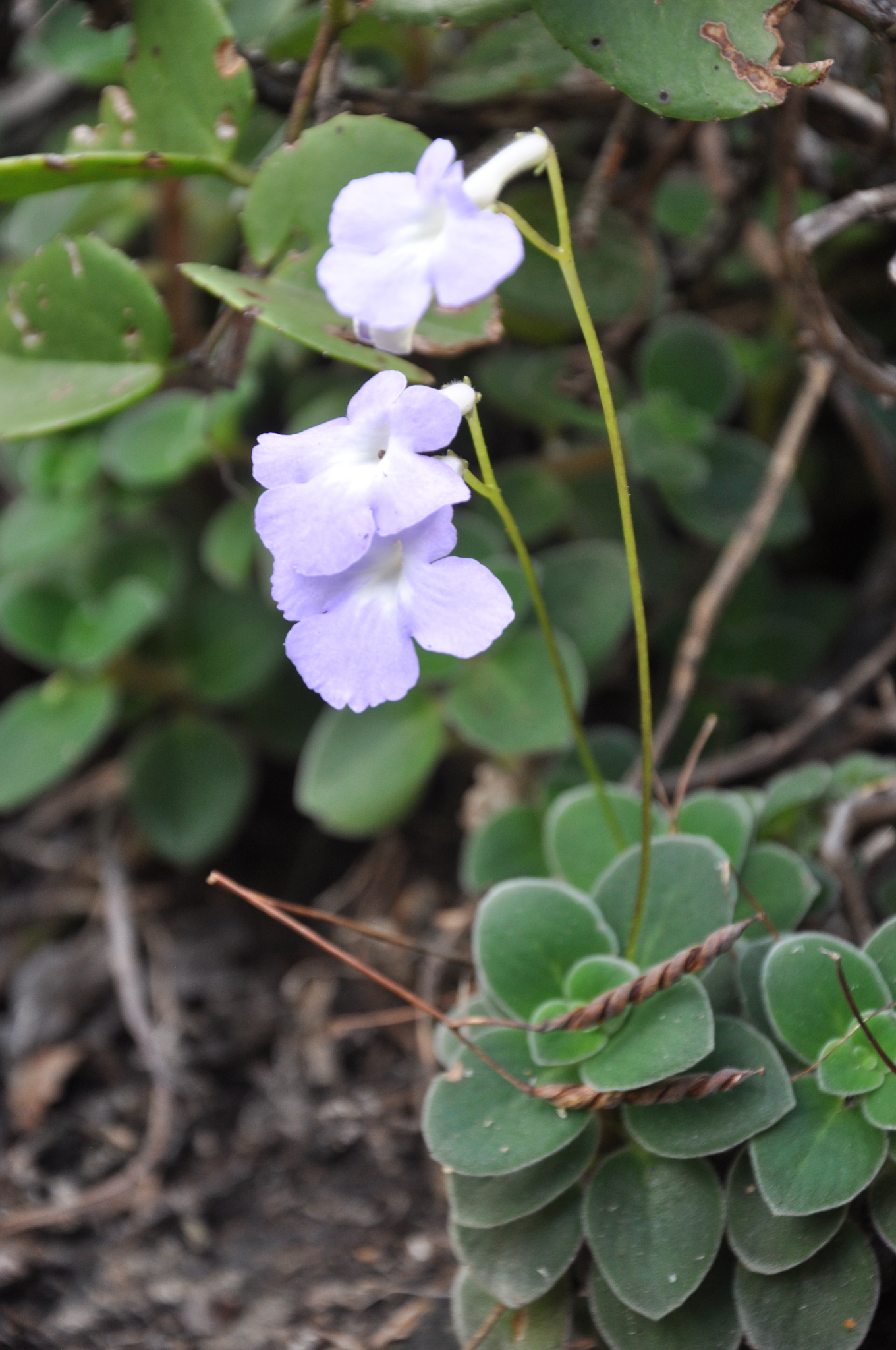Imagem de Violeta Pendente