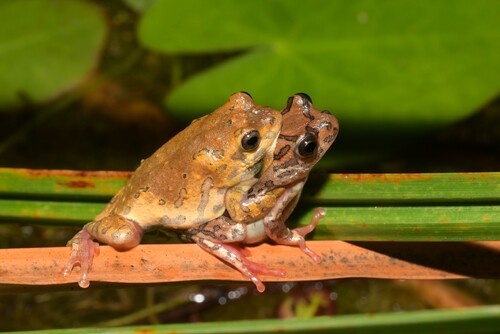 Magombero Reed Frog, Hyperolius goetzei