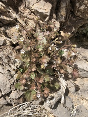 Phacelia rotundifolia