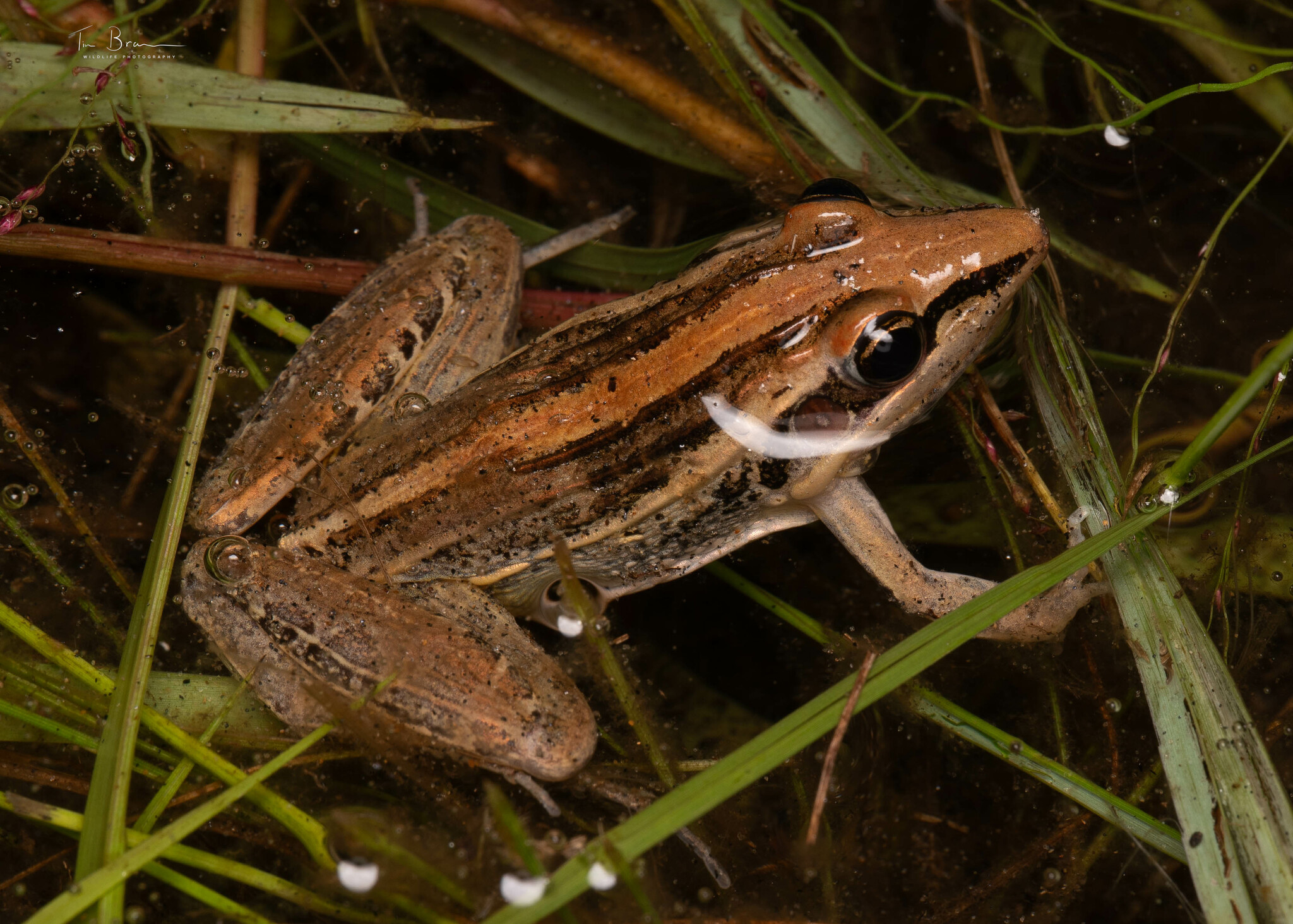 Guibe's Grassland Frog photo 7