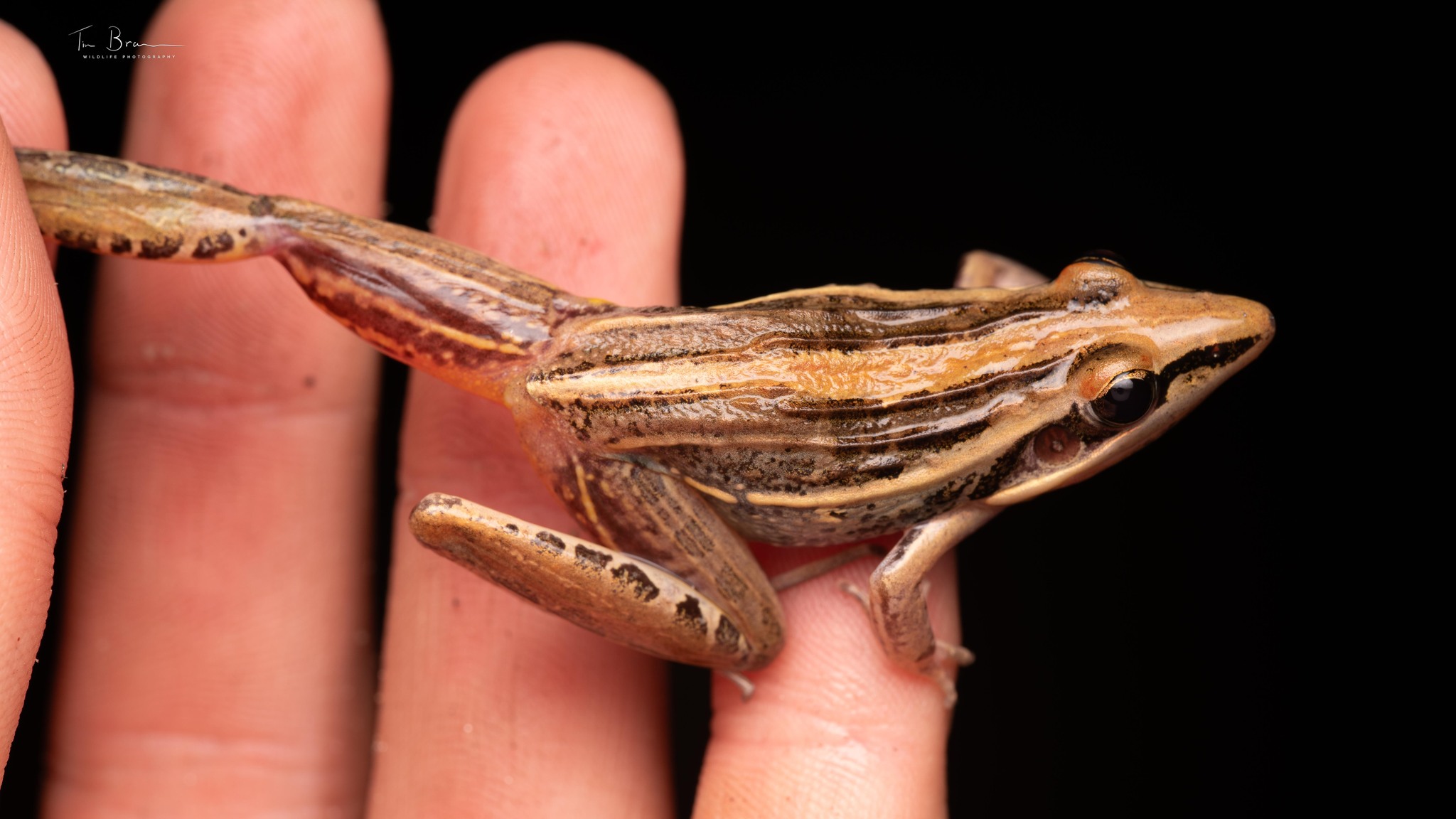 Guibe's Grassland Frog photo 8