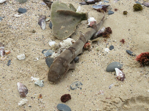 Puffadder shyshark (Haploblepharus edwardsii) — Scyliorhinidae