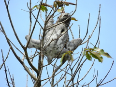 Bradypus variegatus tapajoensis