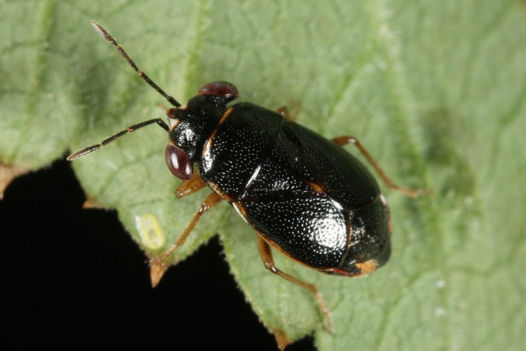 Geocoris dispar