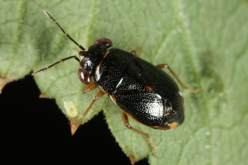 Geocoris dispar