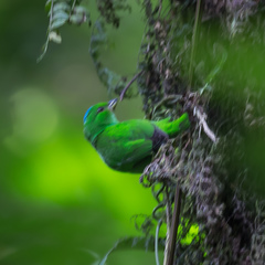 Chlorophonia occipitalis