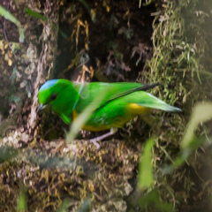 Chlorophonia occipitalis