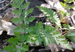 Cystopteris protrusa