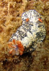 Hypselodoris saintvincentius