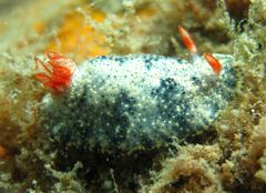 Hypselodoris saintvincentius