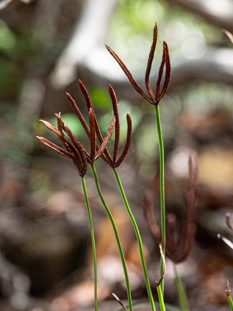 Actinostachys laevigata