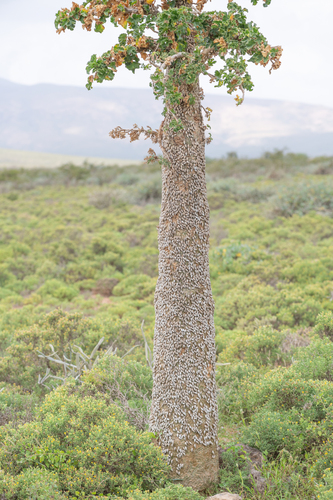 Socotra Cucumber Tree (Dendrosicyos socotranus)