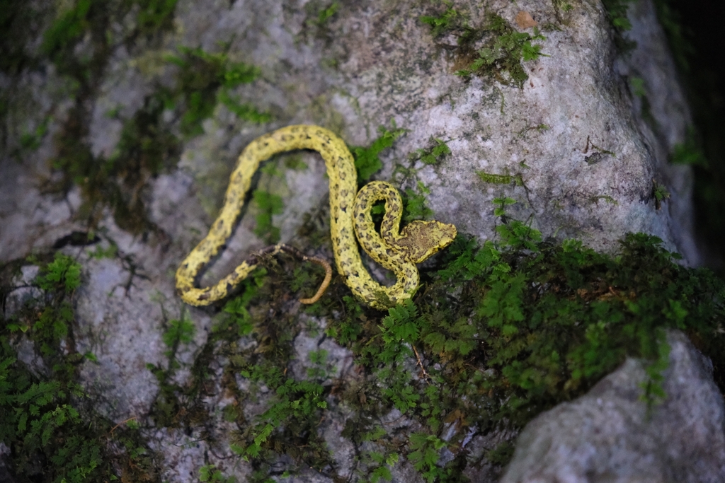 Borneo Pit Viper from Marudi, Sarawak, Malaysia on January 22, 2024 at ...