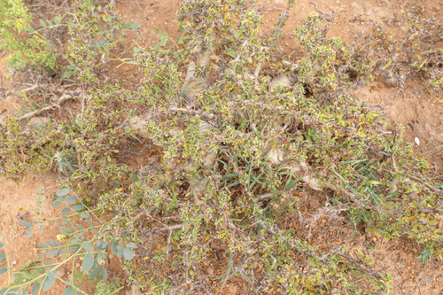 Commiphora kua