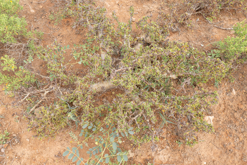 Commiphora kua