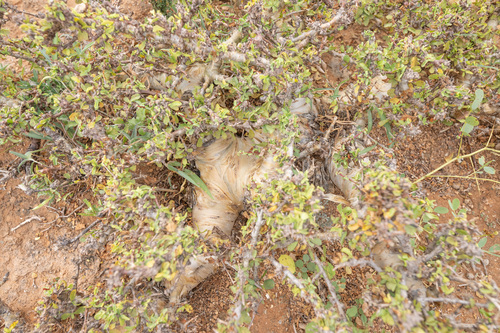 Commiphora kua