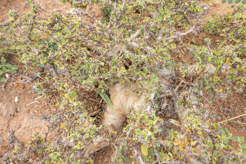Commiphora kua
