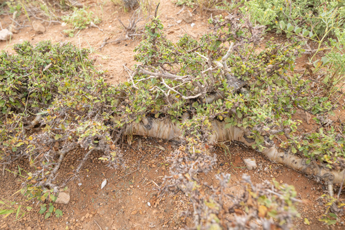 Commiphora kua