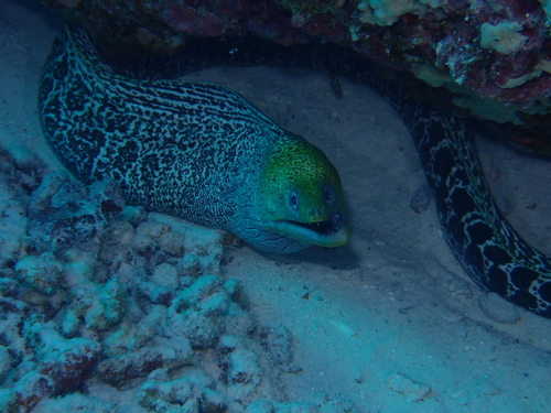 Undulated Moray — seen at this dive site