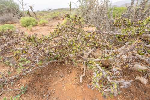 Commiphora kua