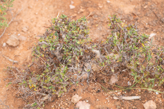 Commiphora kua