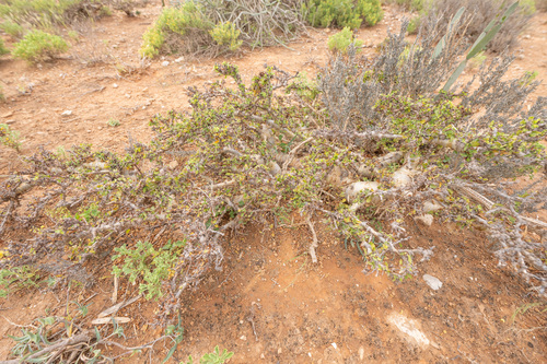 Commiphora kua