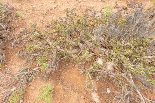 Commiphora kua