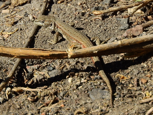 Liolaemus yalguaraz