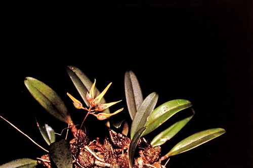 Bulbophyllum elegantulum (Rolfe) J.J.Sm. 2