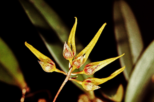 Bulbophyllum