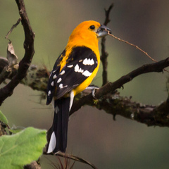 Pheucticus chrysopeplus