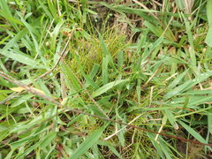 Isolepis inundata