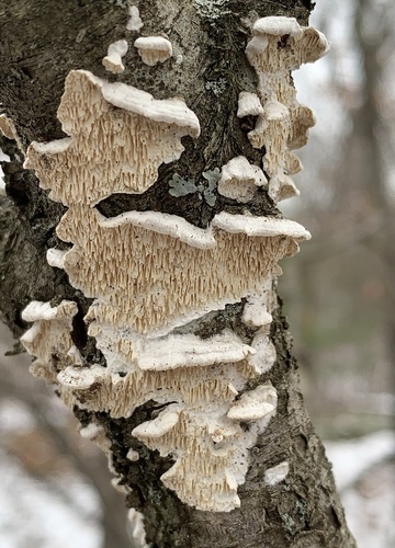 Milk-white Toothed Polypore