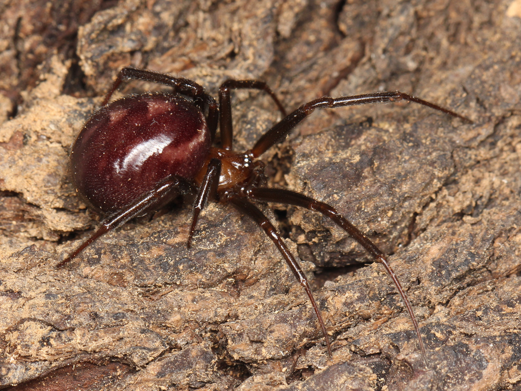 False Black Widow